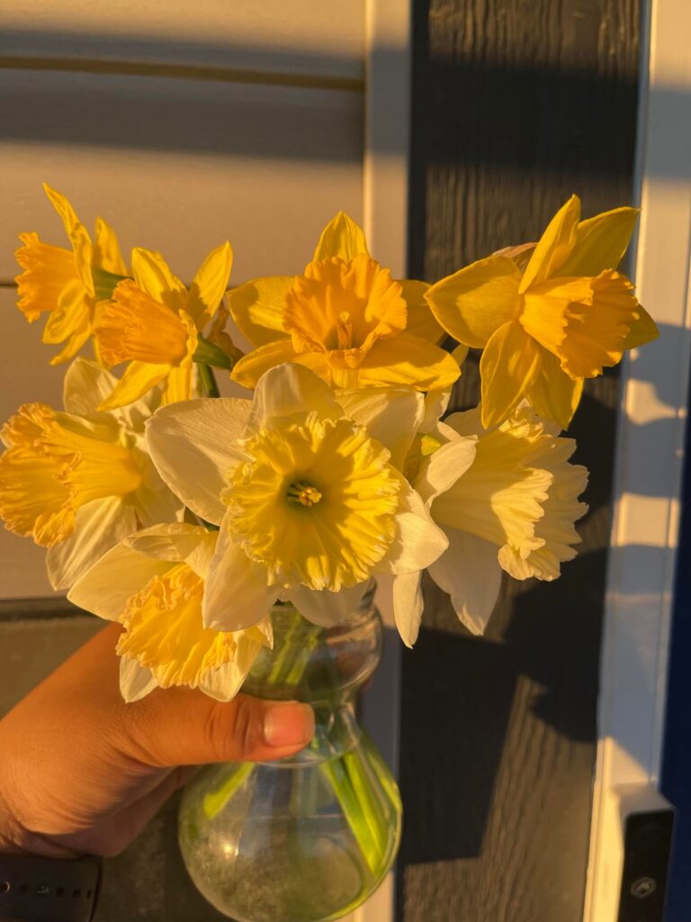 my daffodils! thought i should share them