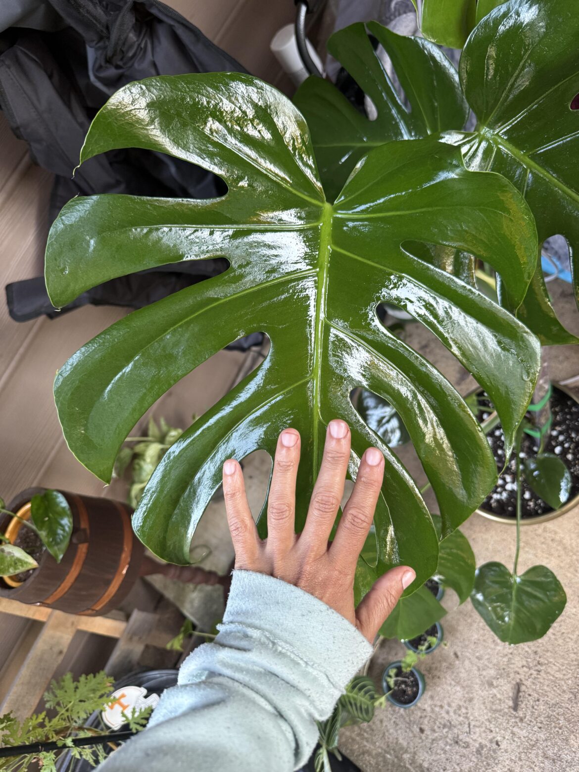 Glossy leaf