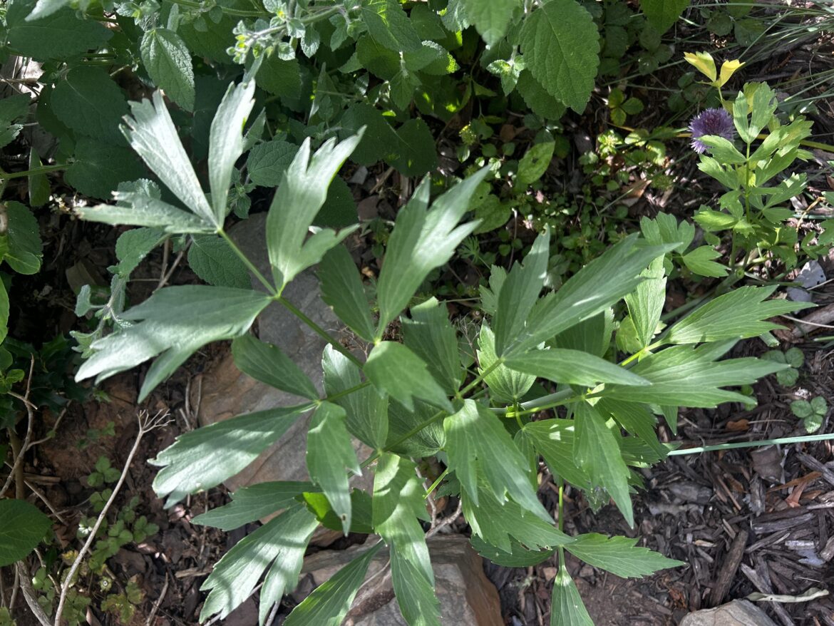 Herb ID