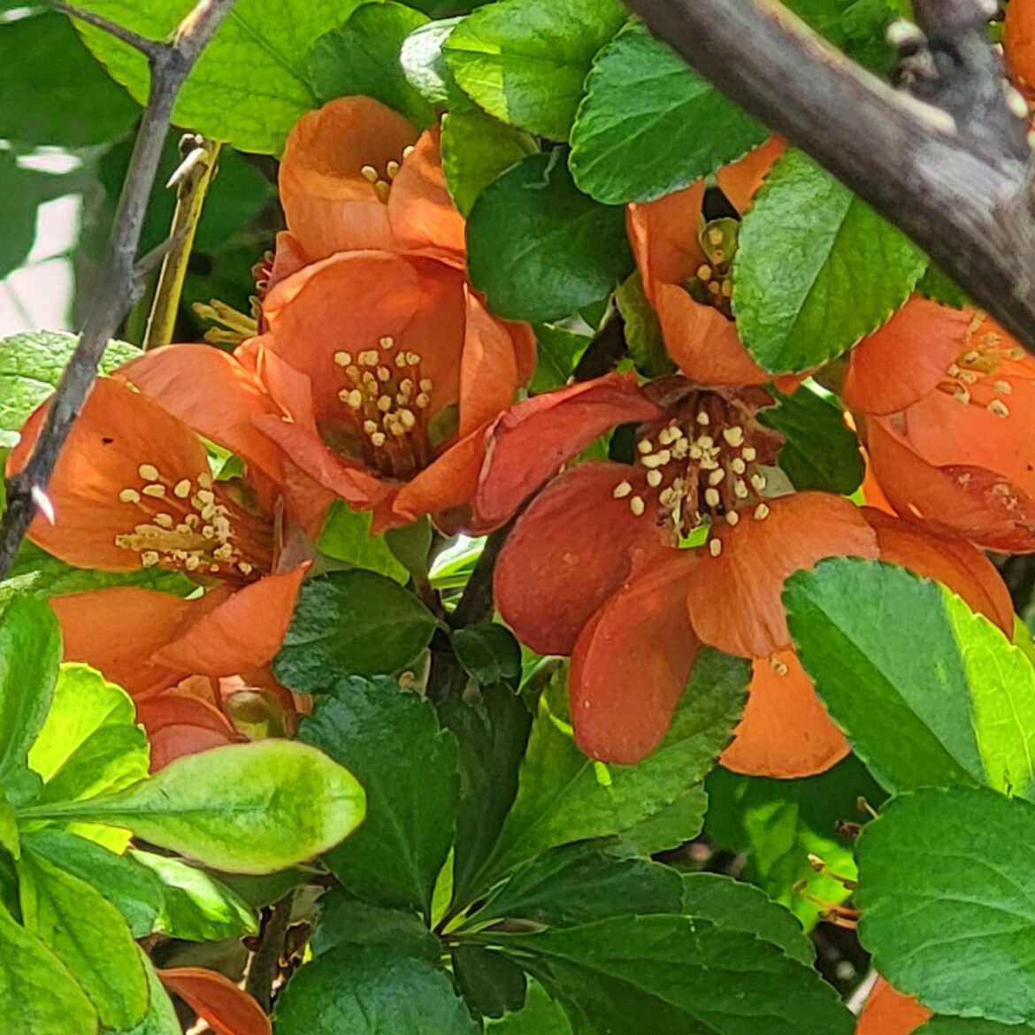 Central New York. Is this so.e variety of poppy?
