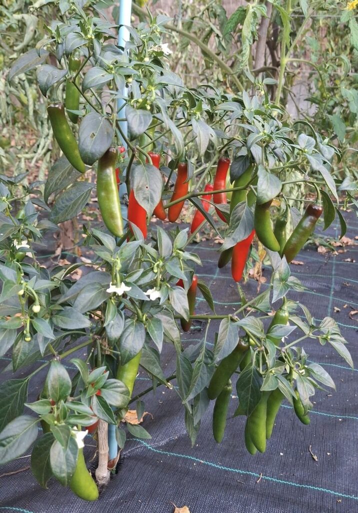 Which variety?