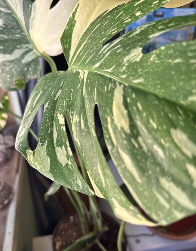ELECTROLYTES IN MY PLANTS?!
