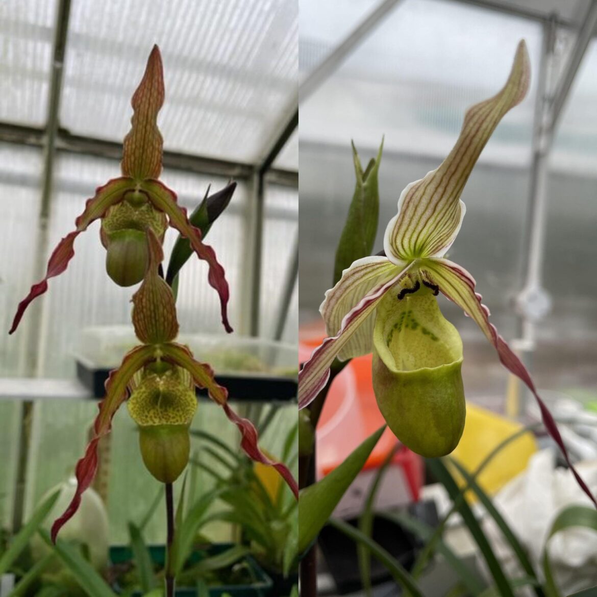 Stuck between phragmapedium Alice or green hornet