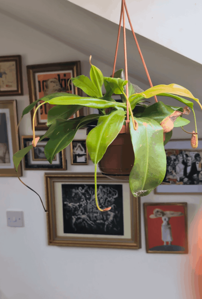Nepenthes Gaya Help Nepenthes Gaya Help