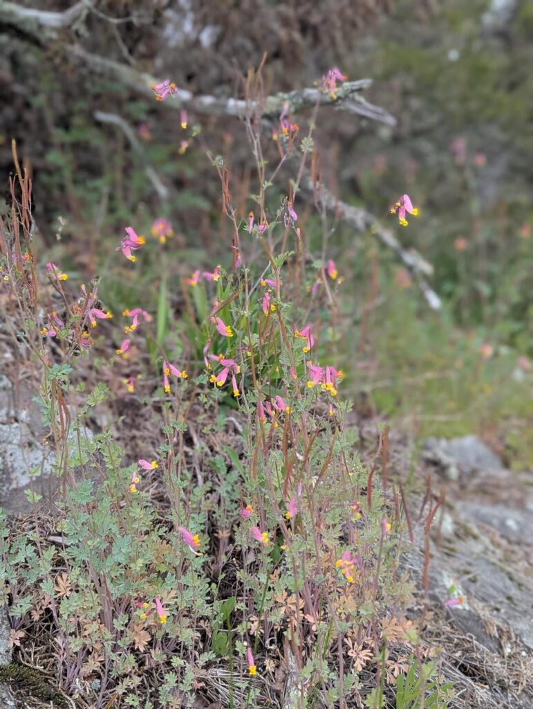 Some natives I've found naturally growing along local trails