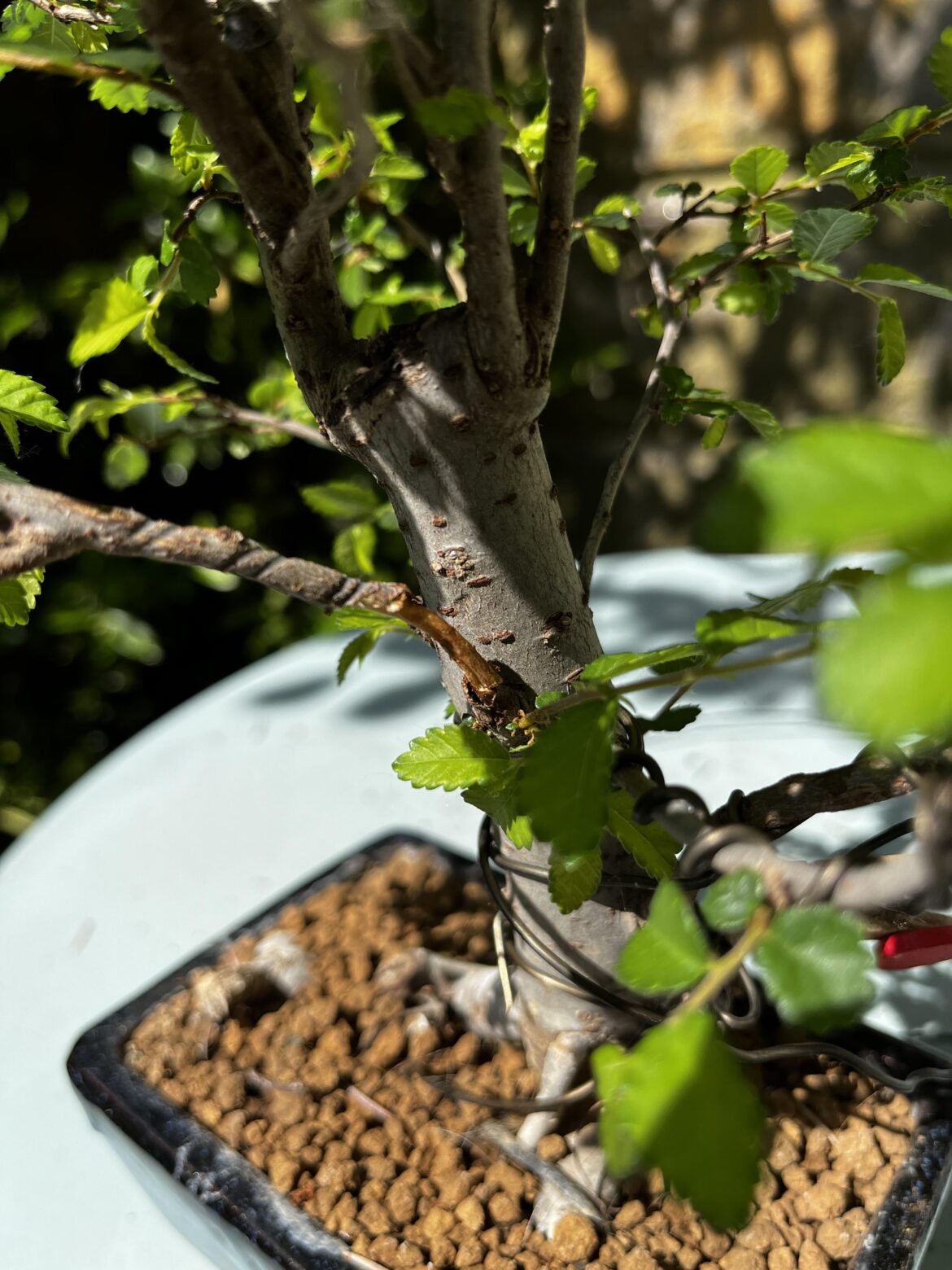 Cracked a branch