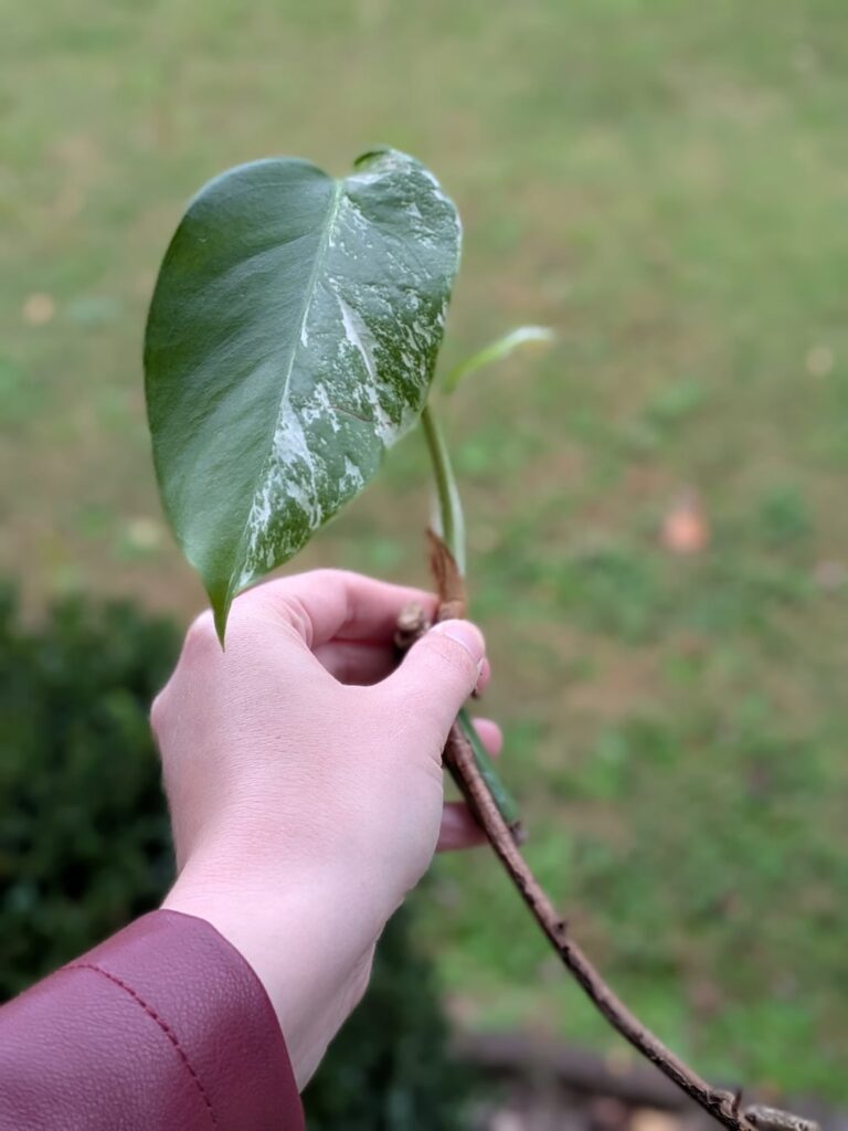 One year with my monstera albo cutting: how it started vs how it’s going One year with my monstera albo cutting: how it started vs how it's going