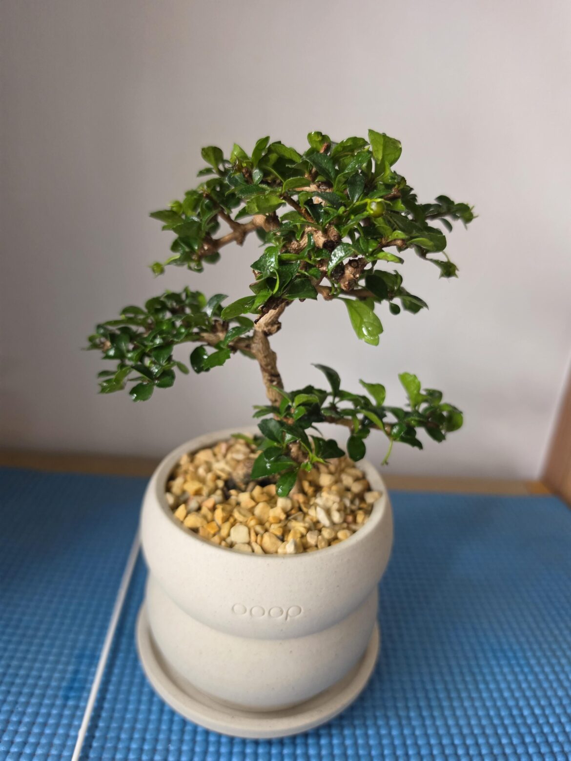 Fukien Tea Tree