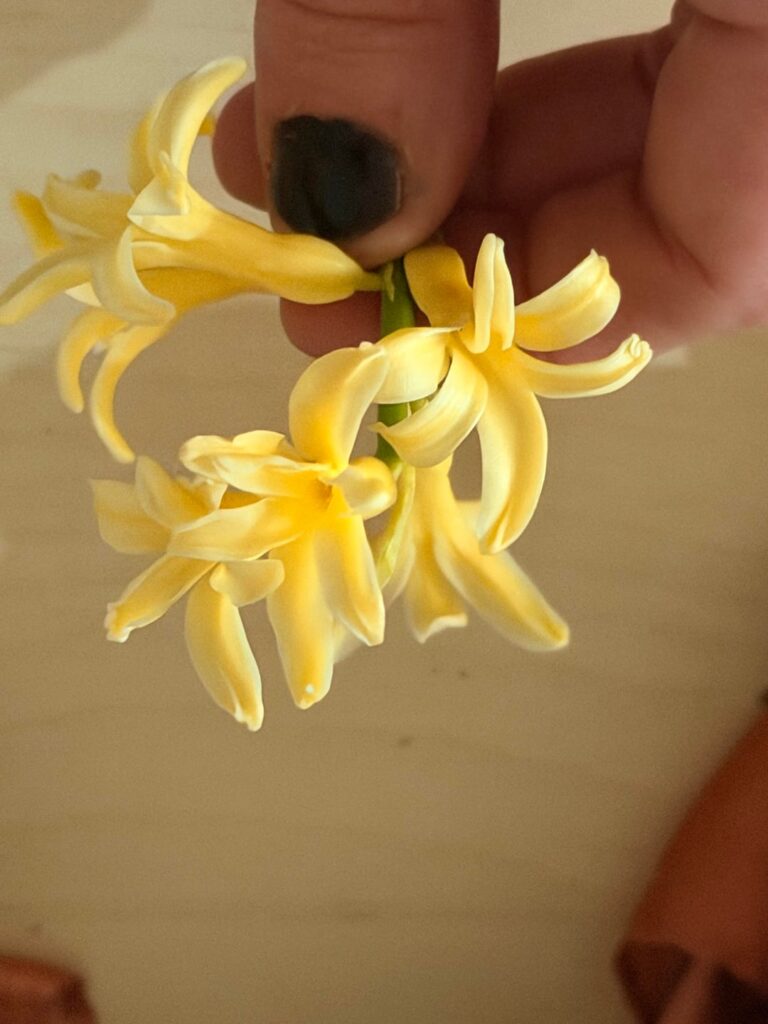 What is this little yellow flower that smells so good?