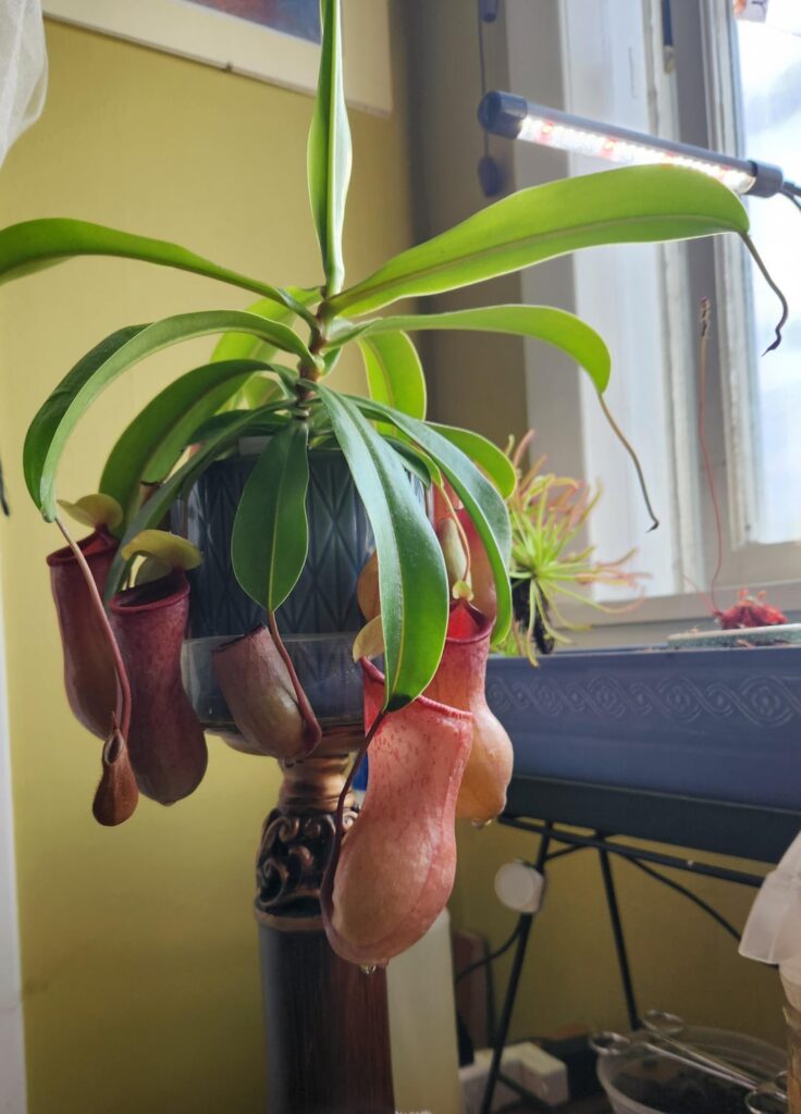 Repot soon?
