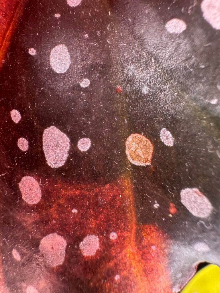 Leaf spot help please