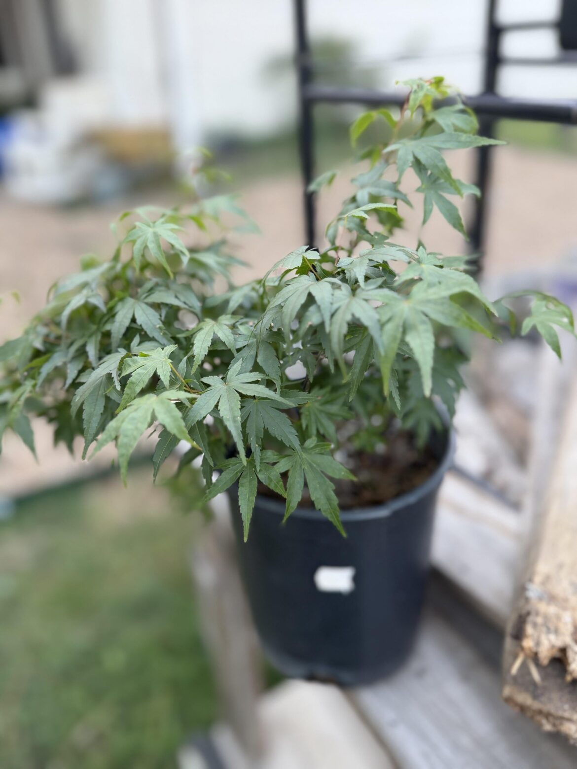 Two unhealthy pre-bonsai maples - help. See comment.