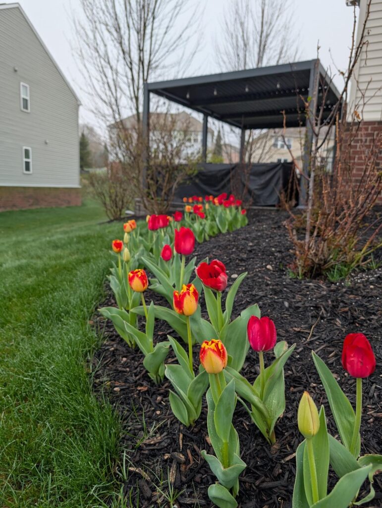 Planted 100 tulip bulbs