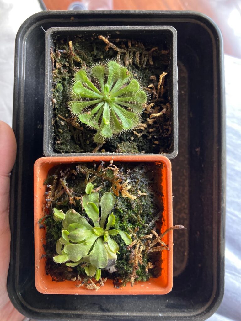 I think my Venus flytrap is suffering, and I don’t know what to do. Please help