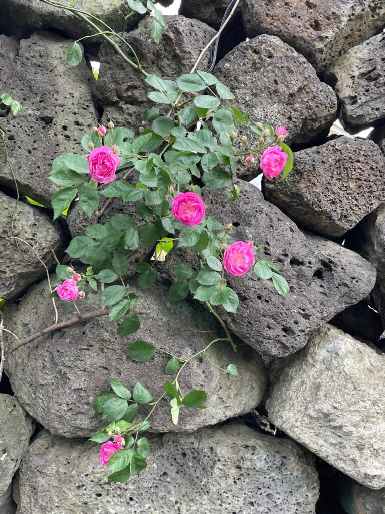 A Flower Blooming from a Stone Wall