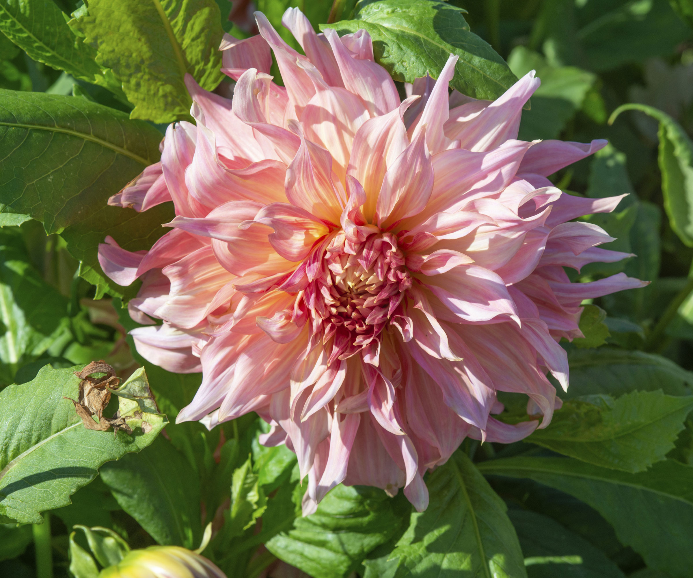 Penhill Watermelon dahlia