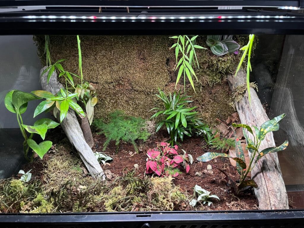 First bioactive terrarium – plant & insect recommendations ? First bioactive terrarium – plant & insect recommendations ?