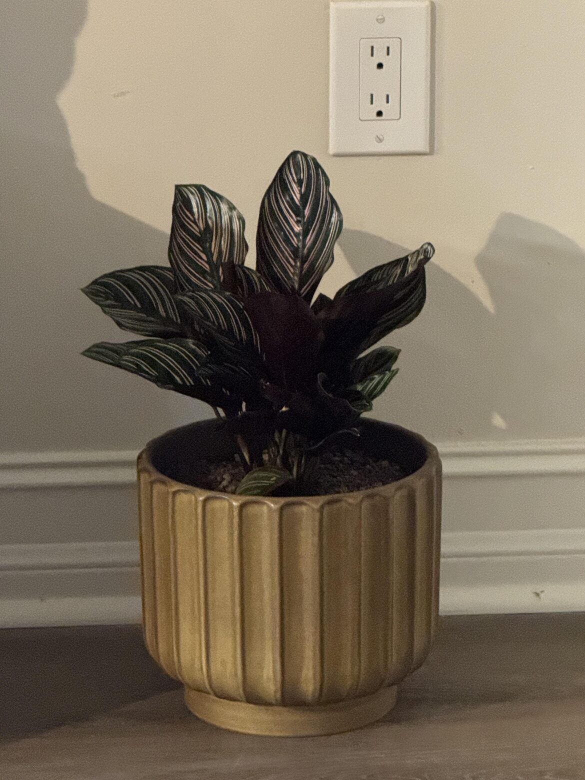Favorite house plant so far