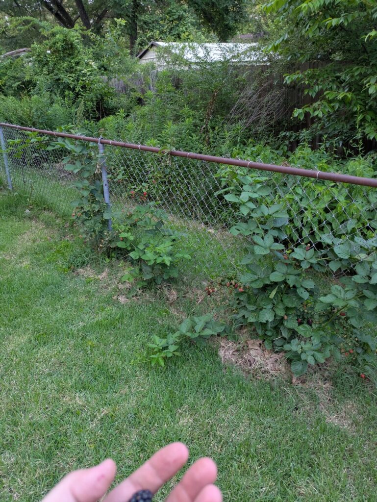 11-month Blackberry Progression 11-month Blackberry Progression