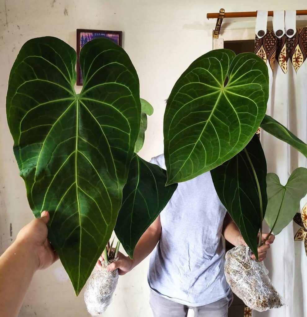 Magnificum Verde🌿