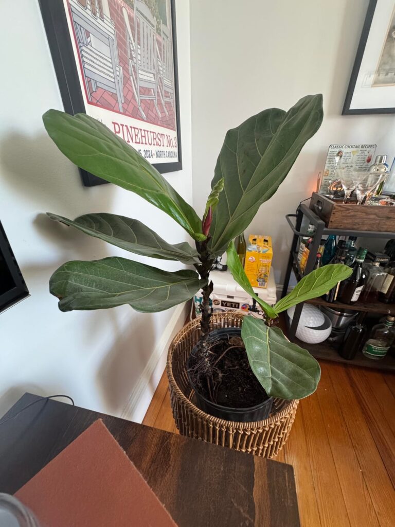 Scored this guy. Have not repotted yet because I was afraid to disturb it. It dropped many leaves after bringing it home but now seems to be thriving. Are those new roots in pic 2? Should I repot below the new roots? Bright room with lots of indirect light. Scored this guy. Have not repotted yet because I was afraid to disturb it. It dropped many leaves after bringing it home but now seems to be thriving. Are those new roots in pic 2? Should I repot below the new roots? Bright room with lots of indirect light.
