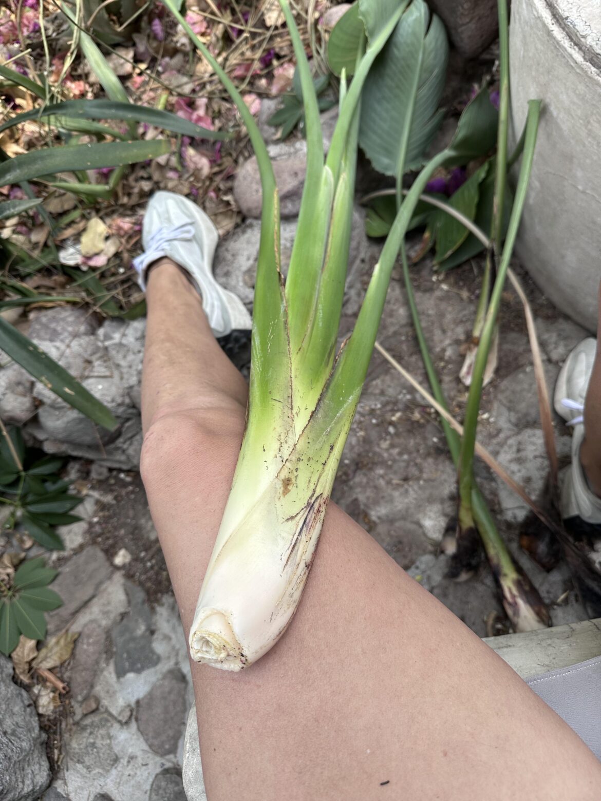 Any chance this will root?
