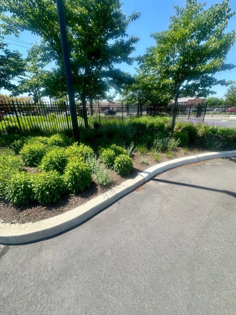 My company HQ landscapes with native plants