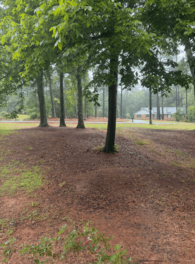 Should I mulch under my trees to help against persistent weeds and improve aesthetics?