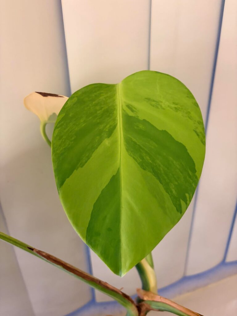 Newest Monstera aurea leaf