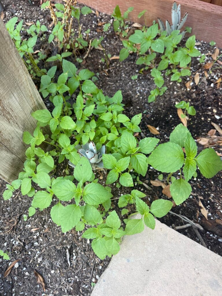 Weeds?