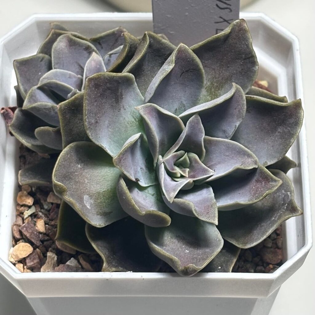 Current favorites