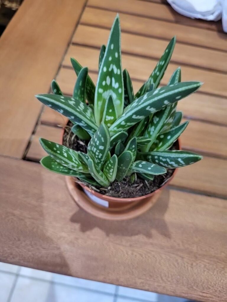 Hello, i was hoping you could help ID my new baby ! It says "aloe haworthia" but feels soft to the touch, not really spiky and also kinda plump to be one.