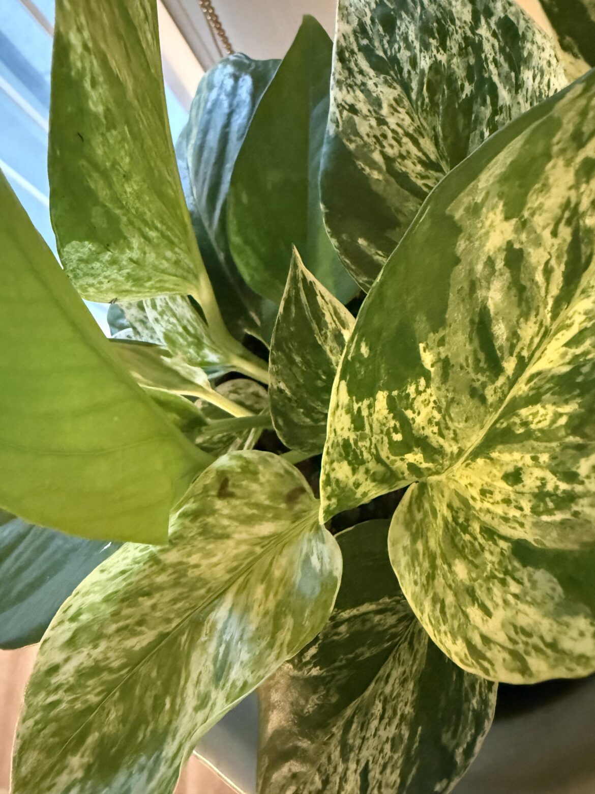 Will these brown spots go away? Will these brown spots go away?