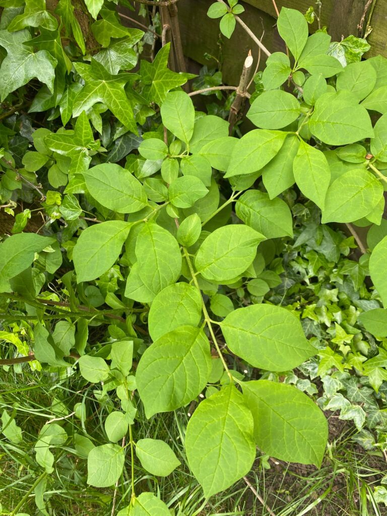 Is this Japanese Knotweed?
