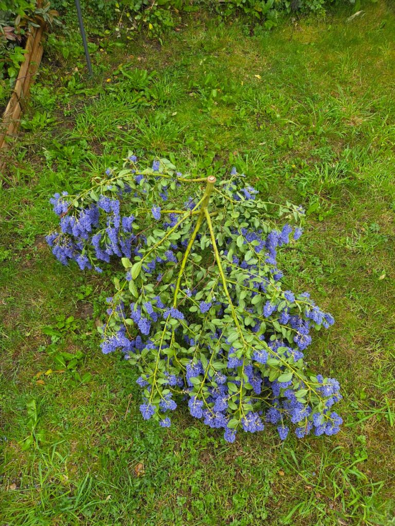 Is it possible to repair a snapped Ceanothus?