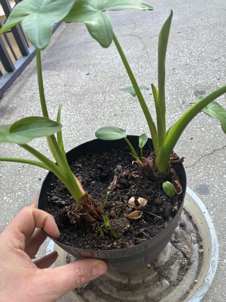 WHAT DOESNT KILL YA MAKES YA STRONGER 👀 especially maggots in the stem