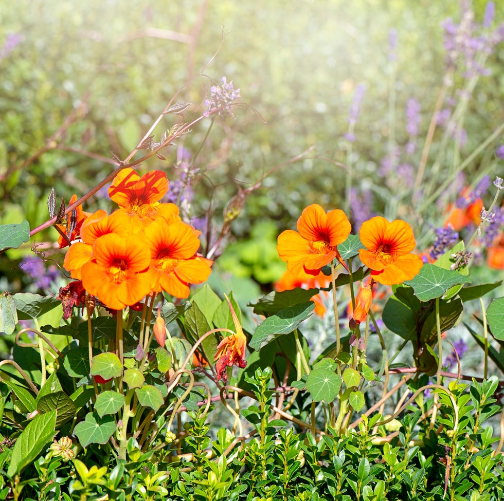 Vibrant orange Nasturtium flowers (Tropaeolum majus) in a vegetable plot vibrant orange nasturtium flowers (tropaeolum majus) in a vegetable plot
