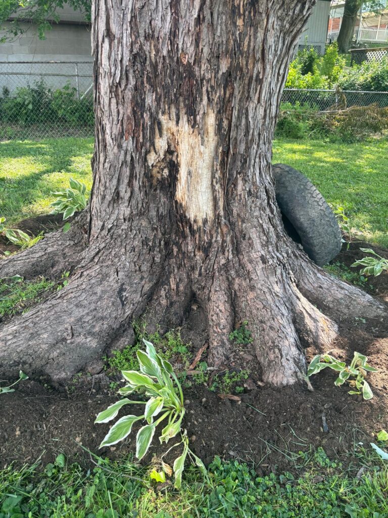 How to repair damaged silver maple? How to repair damaged silver maple?