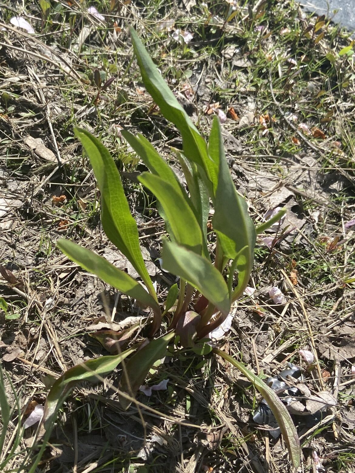 Found growing on the side of a road, what is this plant?