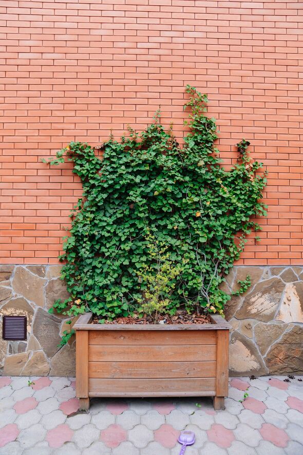 Vines grow on a brick wall beside a wooden planter in the backyard