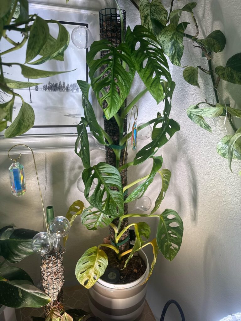How should I cut this
