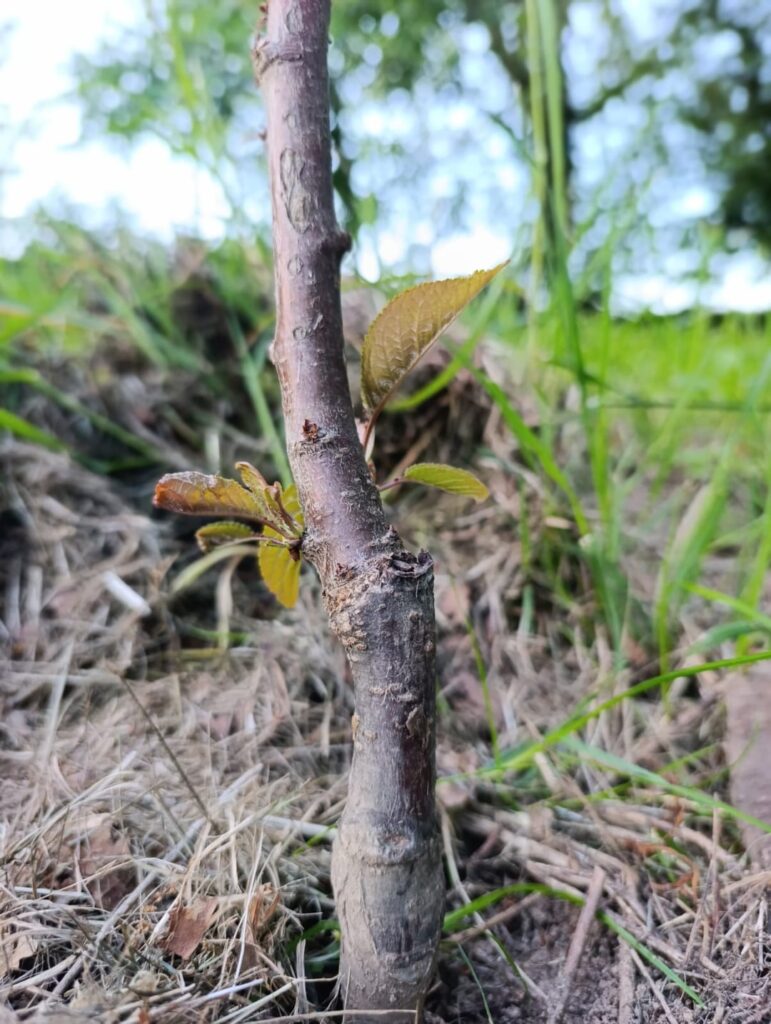Is my cherry tree graft surviving ? Is my cherry tree graft surviving ?