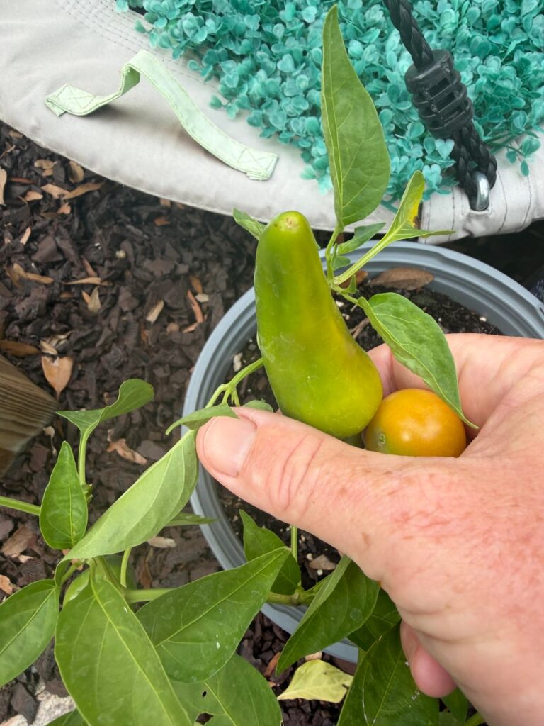Help identifying a pepper