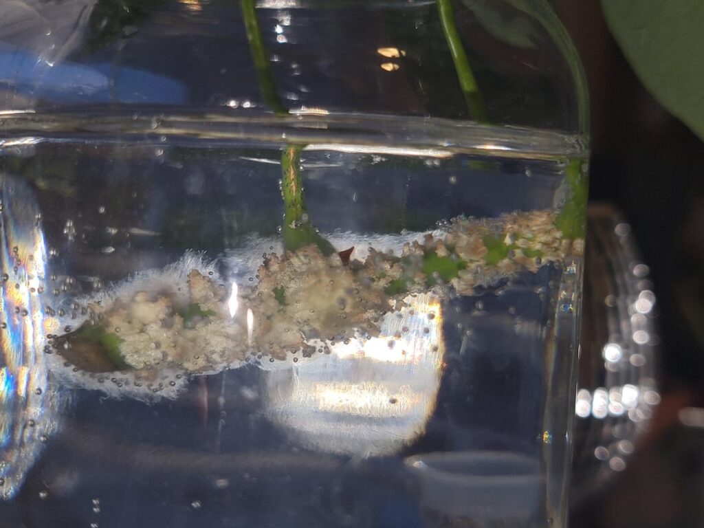 Money tree update after rinsing and changing water