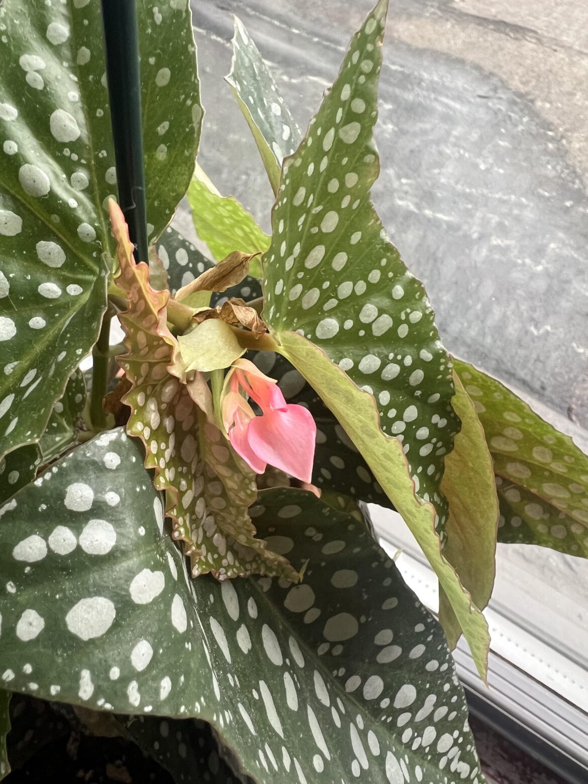 Is she flowering? I’ve never seen this before!
