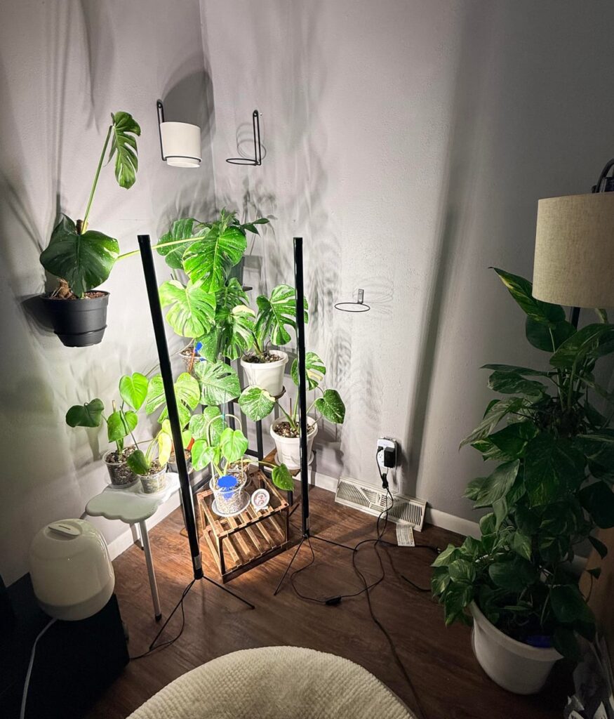 Its my cakeday of creating this account and realizing Im obsessed with plants, so heres my set up