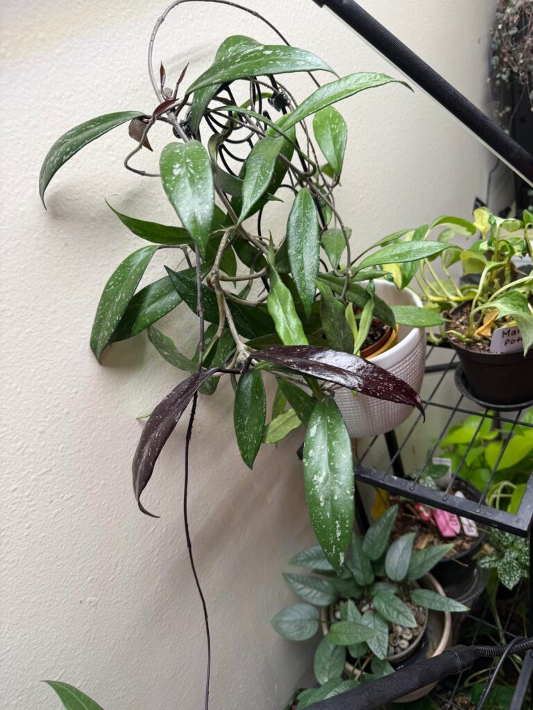 What’s causing this? Two purple leaves on my mother splash Hoya Pubicalyx What’s causing this? Two purple leaves on my mother splash Hoya Pubicalyx