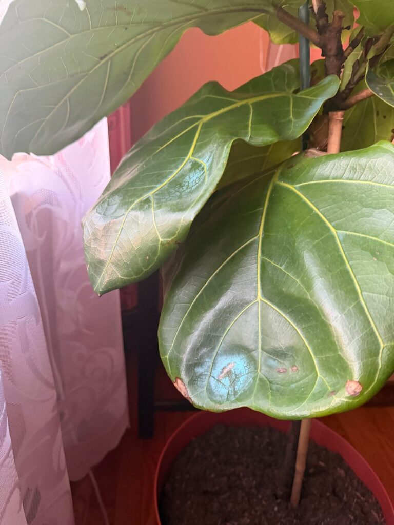 Opinion on blue spots