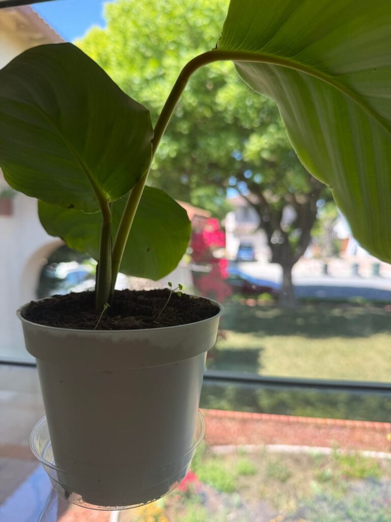 calathea— droopy leaves with tiny sprouts? can i repot? calathea— droopy leaves with tiny sprouts? can i repot?