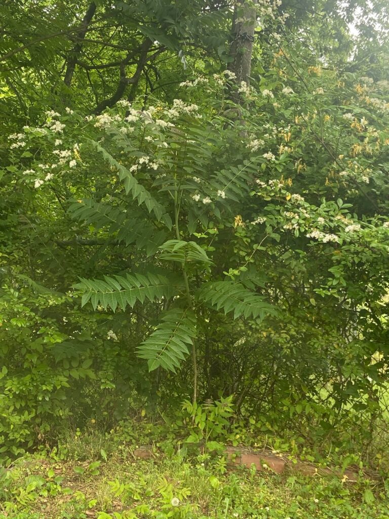 Plant ID Help Please!